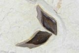 Detailed Fossil Fish (Knightia) With Gar Scales - Wyoming #176384-1